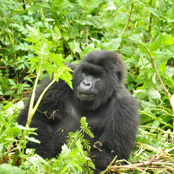 Gorilla's Nest