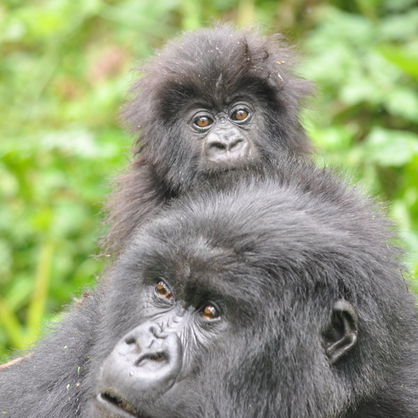 Gorilla's Nest