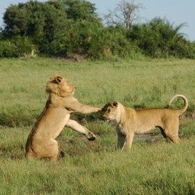 ...and hopefully get to see lion...
