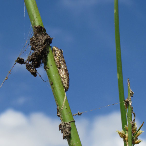 ...you'll get a close up look at the Delta's smaller inhabitants.