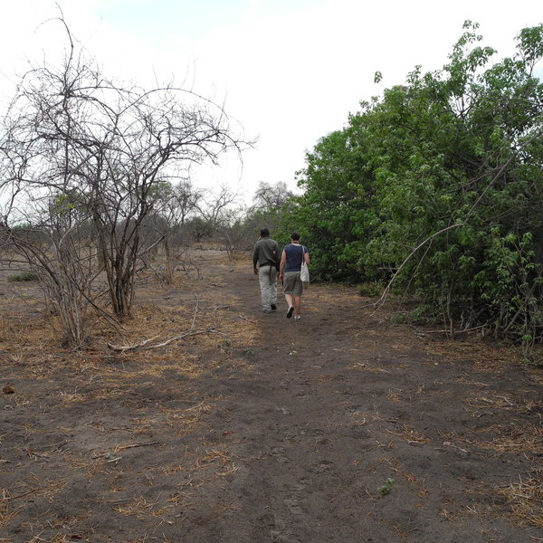 Linyanti Bush Camp