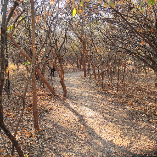 Gravel pathways lead through trees from the main area to the chalets.