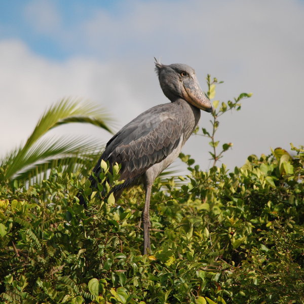Shoebill Island Camp
