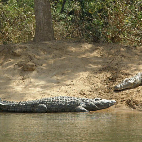 ... whilst you might see some crocodiles...