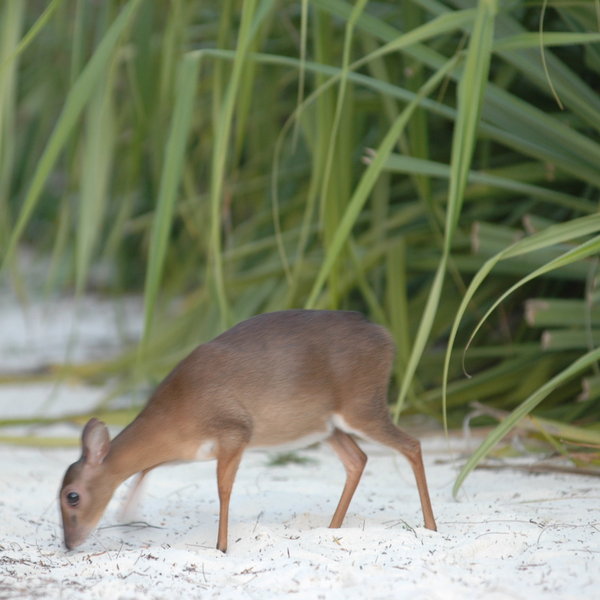 Mnemba Island Lodge