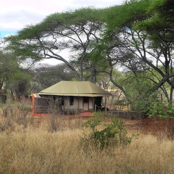 The tented rooms are located under shady acacia trees.