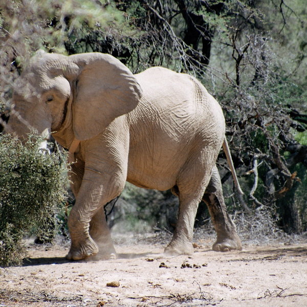 schoeman safaris namibia