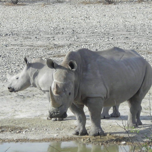...and tracking rhino on foot is an activity well worth taking part in.