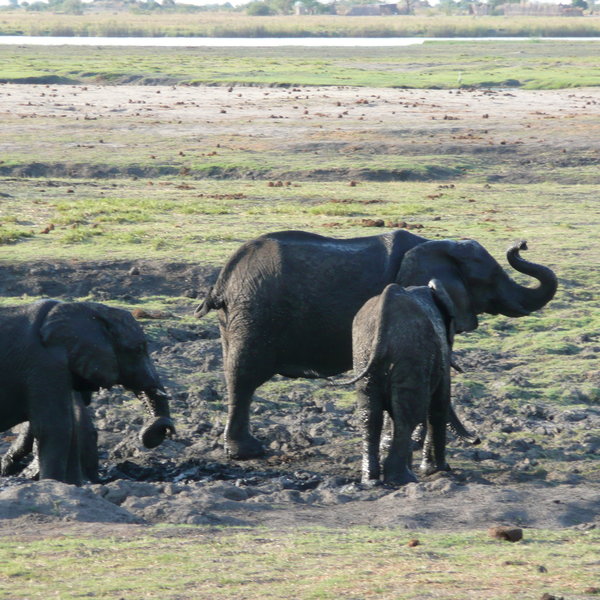 ...which is famous for its huge herds of elephant.