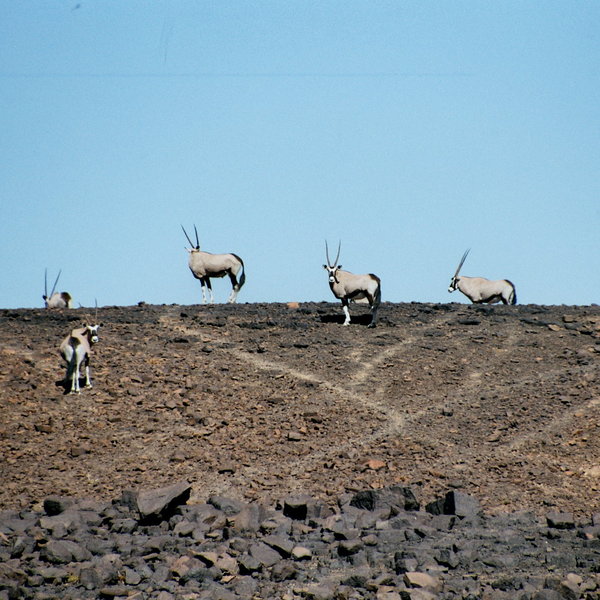 Kuidas Camp