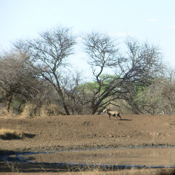 Mundulea Reserve