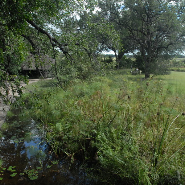 Camp Moremi