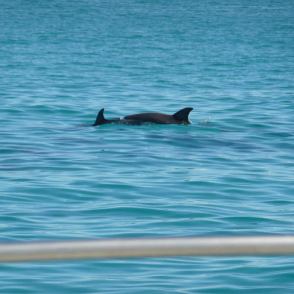 If you're lucky you might spot a pod of dolphins!