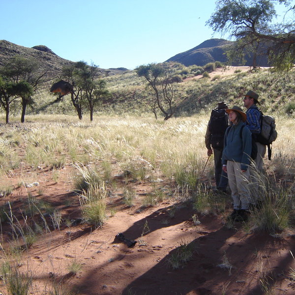 Tok Tokkie Trails