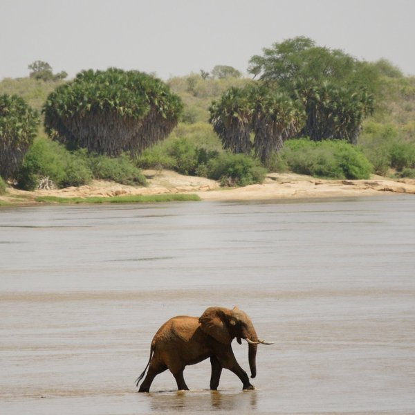 …as do elephants (in their case to roam around camp on the look out for tasty leftovers).