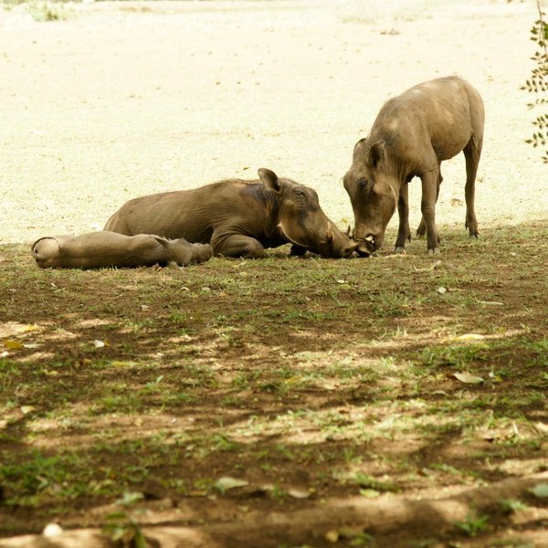 …and animals everywhere. Warthogs hang out near the lounge area when new rains provide good grazing.