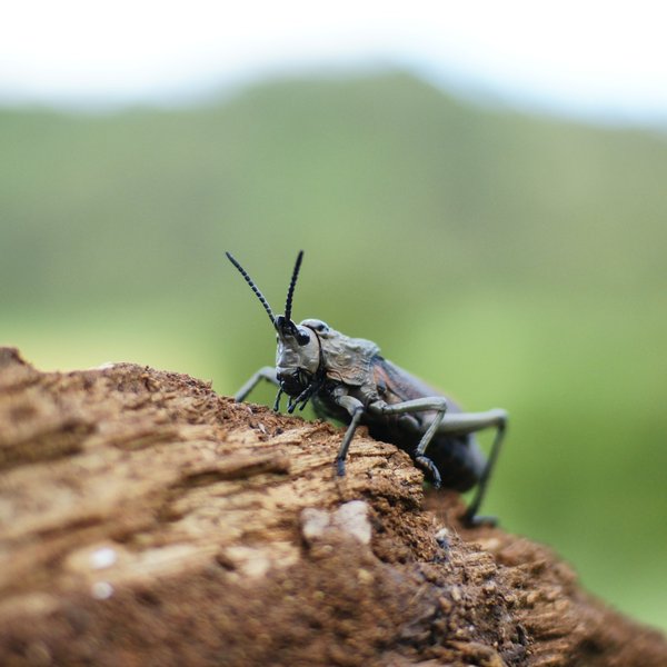Marsabit Lodge
