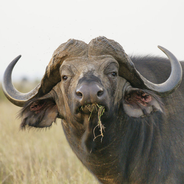…and there's no shortage of wildlife to be seen en route, including some very impressive buffaloes.
