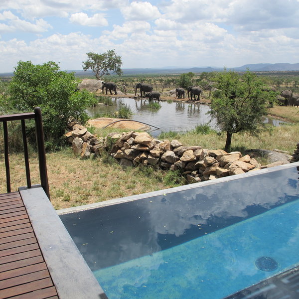 The Terrace Suites have small plunge pools with views over the waterhole or savanna.