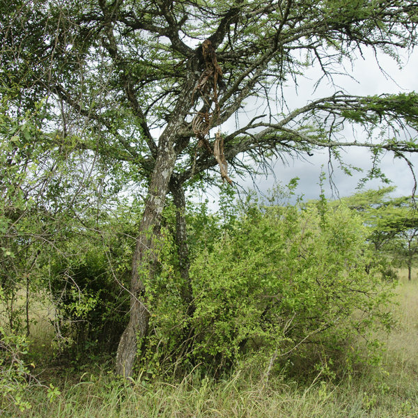 Leleshwa