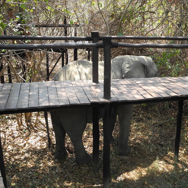 Lion Camp