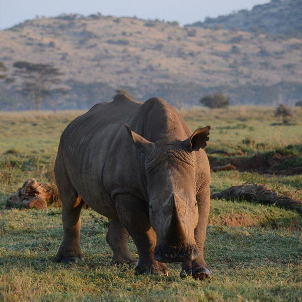 Lewa Safari Camp