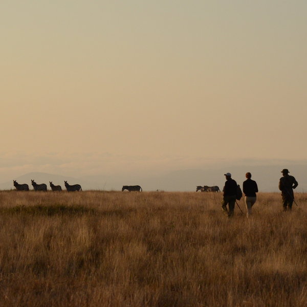 Lewa Safari Camp