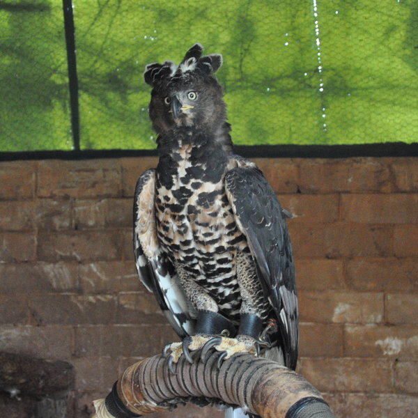 ...where you can see magnificent birds like this close up.