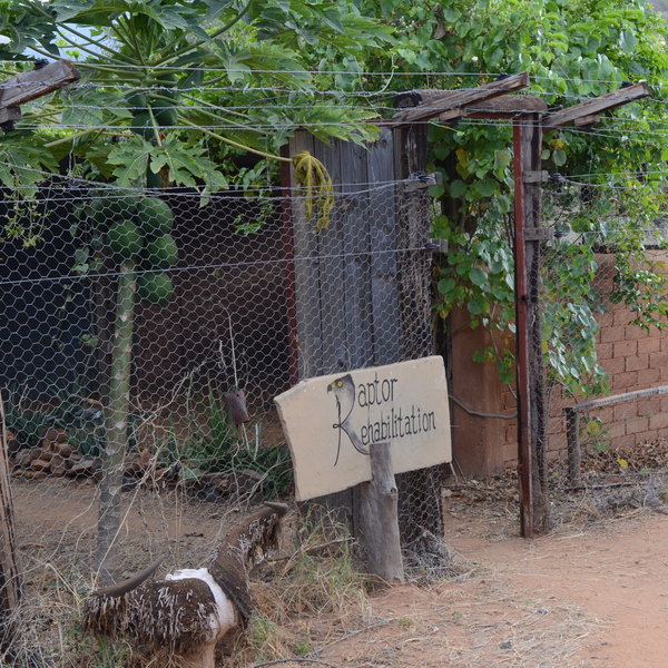 Guests are invited to visit the bird of prey rehabilitation centre...