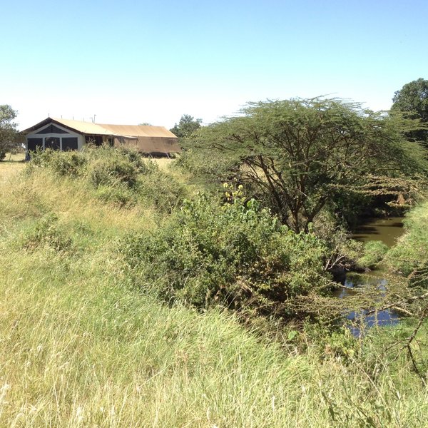 Porini Lion Camp