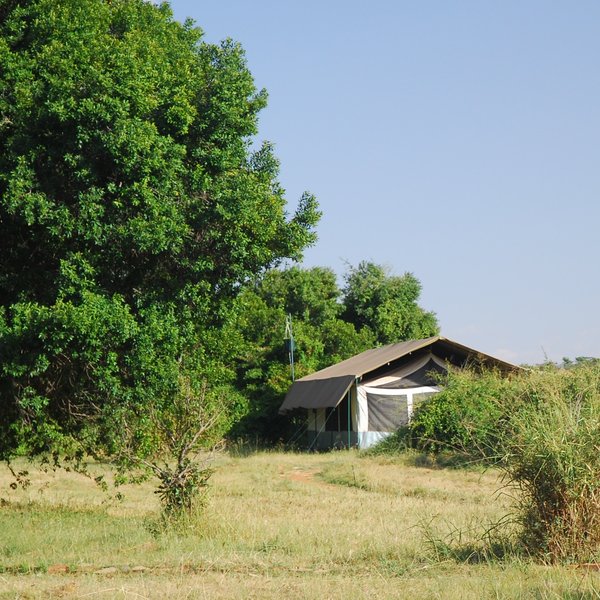 Porini Lion Camp