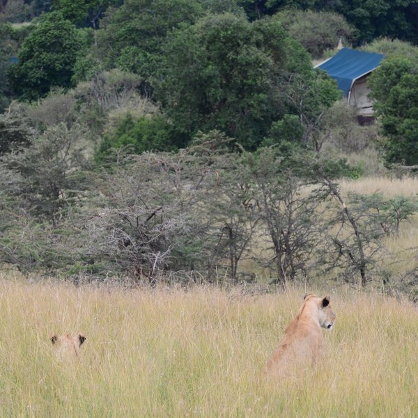 Offbeat Mara