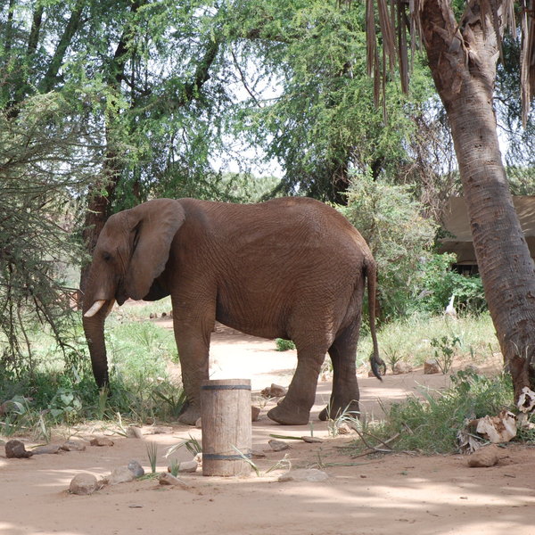 Elephant Bedroom