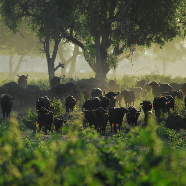 There are healthy populations of buffalo and elephant in particular