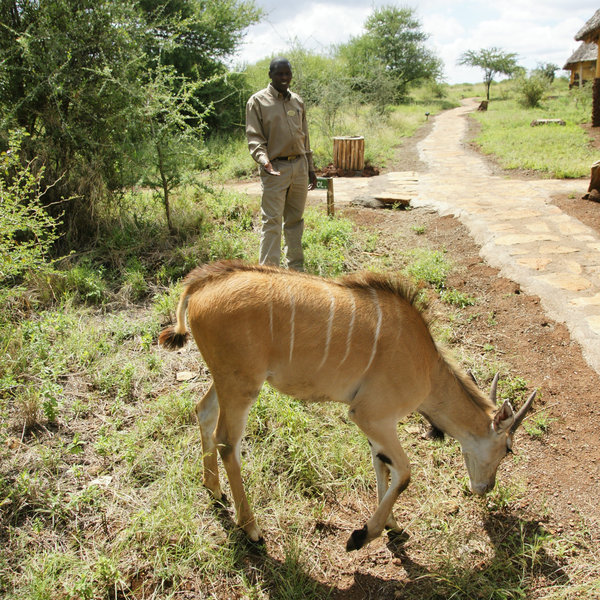 Animals often come into camp, and some – such as this orphan eland – may stay.