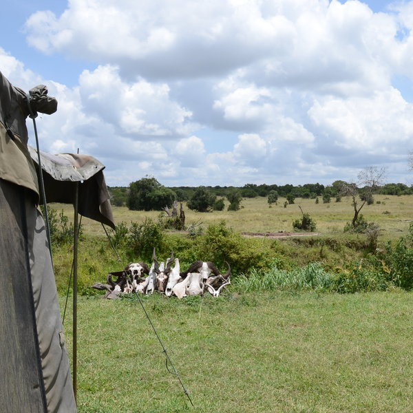 Ol Pejeta Bush Camp