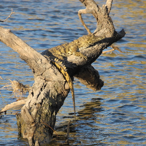 Waterberry Zambezi Lodge