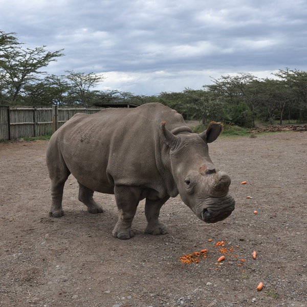 Ol Pejeta Bush Camp