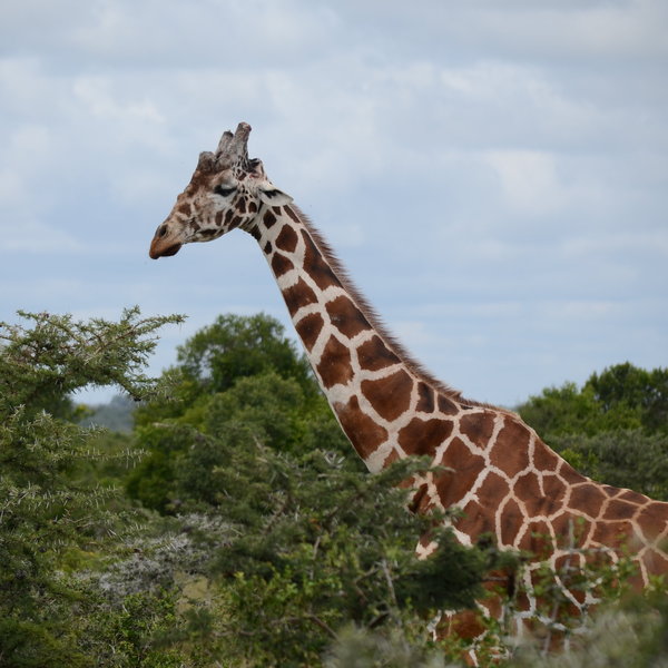 Ol Pejeta Bush Camp