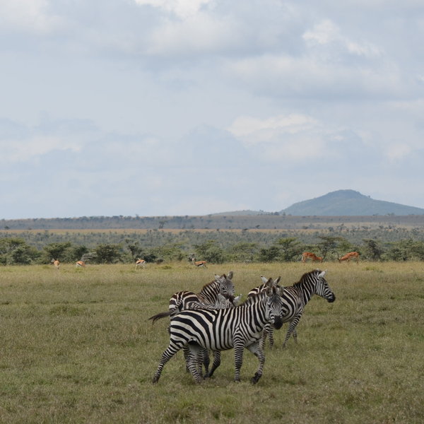 Ol Pejeta Bush Camp