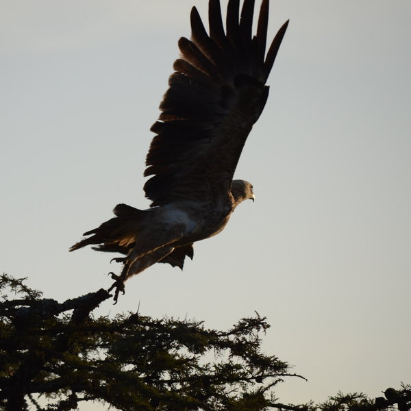 Ol Pejeta Bush Camp