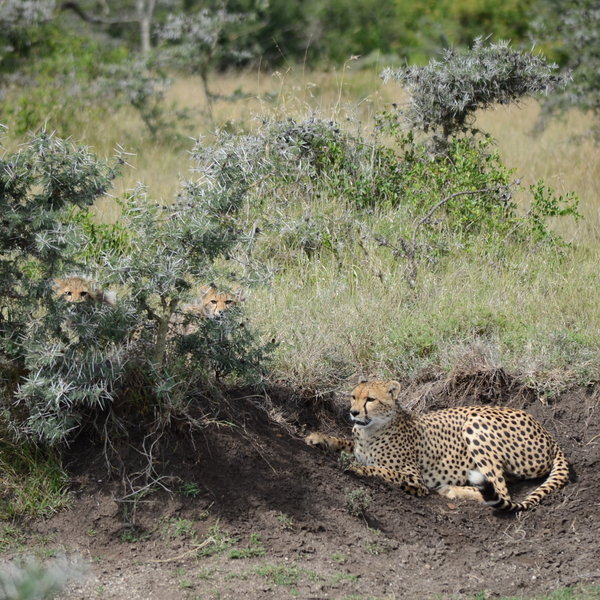 Ol Pejeta Bush Camp