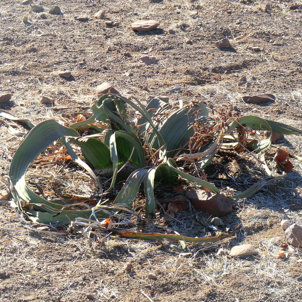 Welwitchia mirabilis is common here and able to survive in this harsh dry environment with very little water.