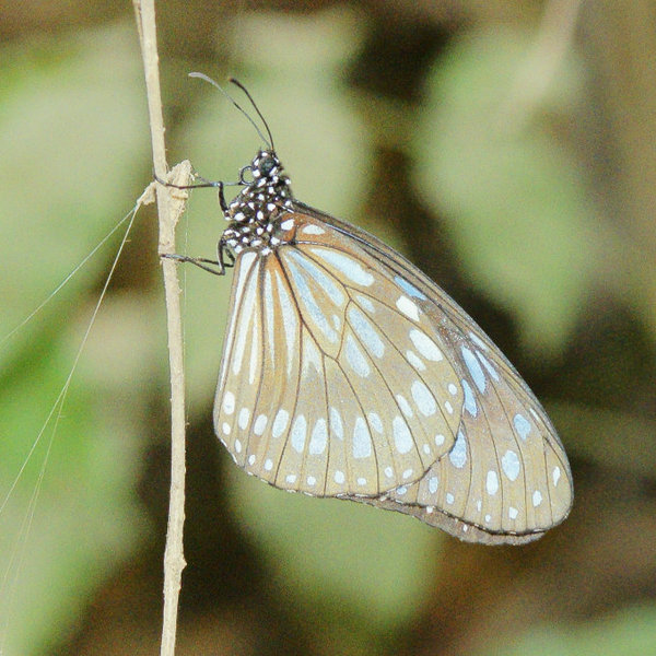 …is a haven for countless smaller species of wildlife, including this butterfly.