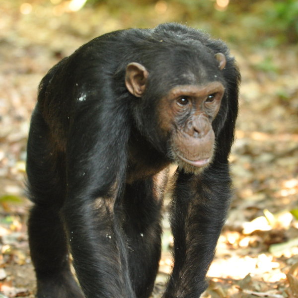 Activities focus on chimp trekking...