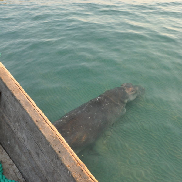...search for hippos in the crystal clear water...