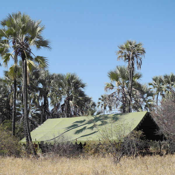 Spread beneath the palm trees are ten walk-in tents.