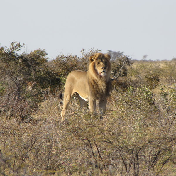 Wildlife is not prolific here but exceptional sightings may include Kalahari black-maned lion...