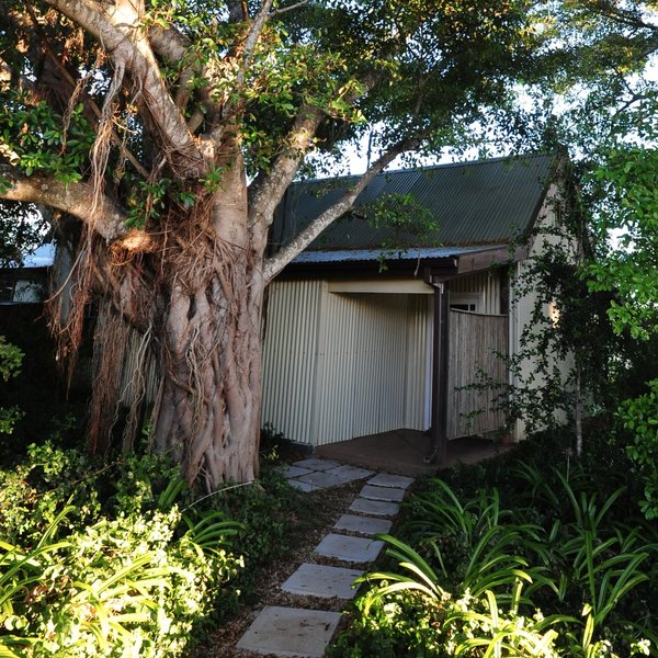 Camp Fig Tree