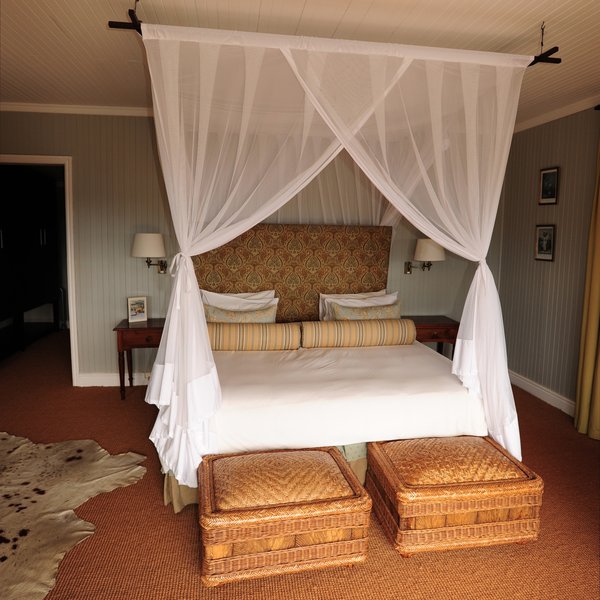 Camp Fig Tree